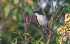 Dryoscopus gambensis