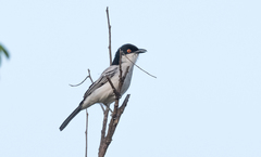 Dryoscopus gambensis