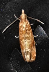 Lobesia xylistis