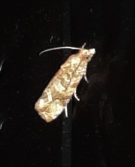 Lobesia xylistis