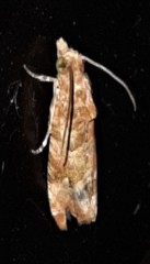 Lobesia xylistis