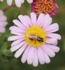 Felicia erigeroides