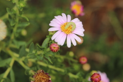 Felicia erigeroides