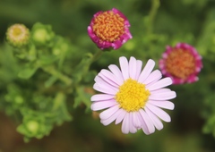 Felicia erigeroides