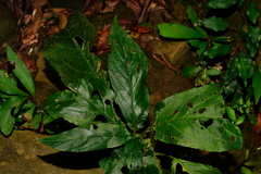 Paraphlomis javanica