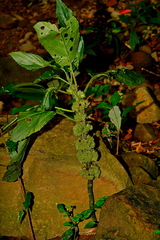 Paraphlomis javanica