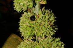 Paraphlomis javanica