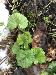 Glechoma hederacea