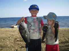 Serranochromis robustus