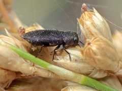 Pseudanilara
