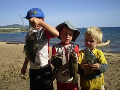 Serranochromis robustus