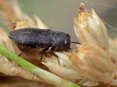 Pseudanilara