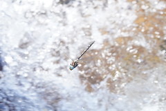 Notoaeschna sagittata