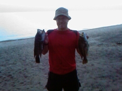 Serranochromis robustus