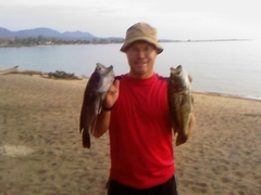 Serranochromis robustus