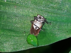 Aetalion reticulatum