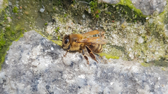 Apis mellifera