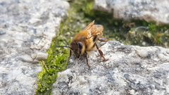 Apis mellifera