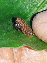 Aetalion reticulatum