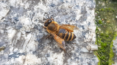 Apis mellifera