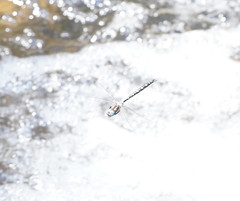 Notoaeschna sagittata