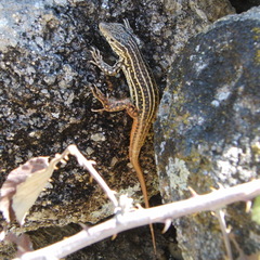 Acanthodactylus erythrurus