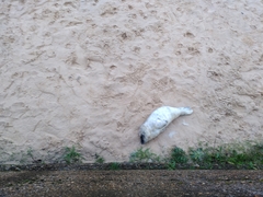 Halichoerus grypus atlantica