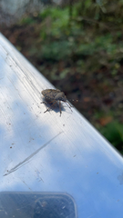 Rhaphigaster nebulosa