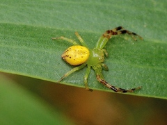 Australomisidia pilula
