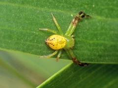 Australomisidia pilula