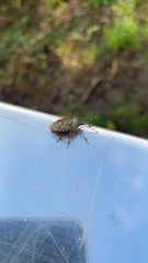 Rhaphigaster nebulosa