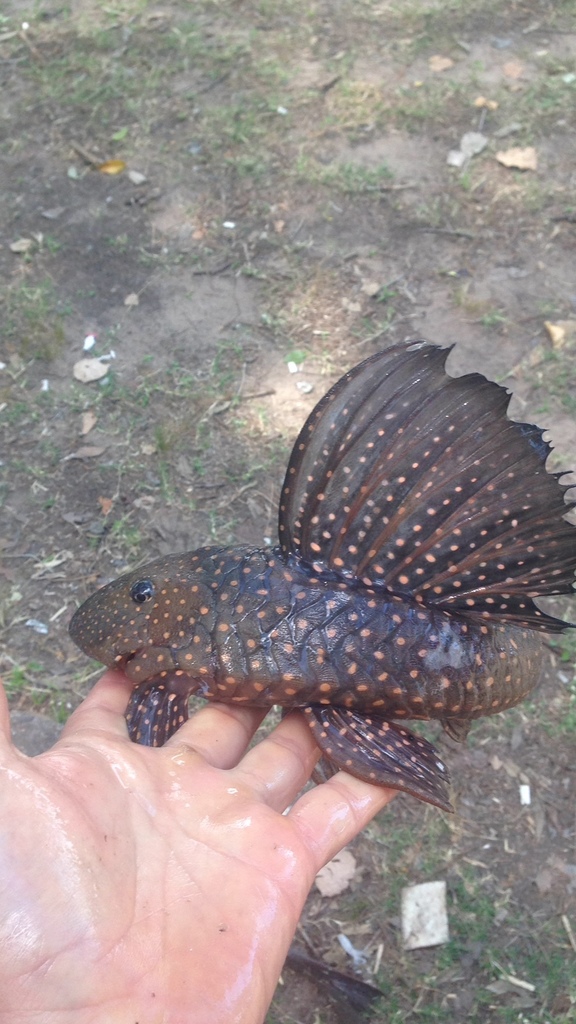 Rose Common Pleco