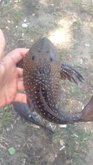 Hypostomus roseopunctatus