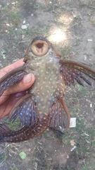Hypostomus roseopunctatus