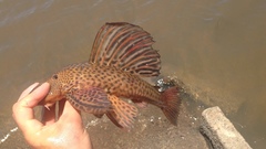 Hypostomus isbrueckeri