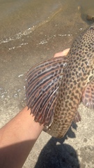 Hypostomus isbrueckeri