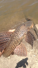 Hypostomus isbrueckeri