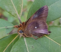 Hasora badra