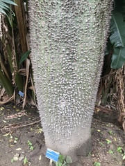 Ceiba speciosa