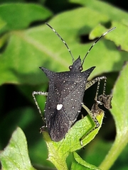 Proxys albopunctulatus