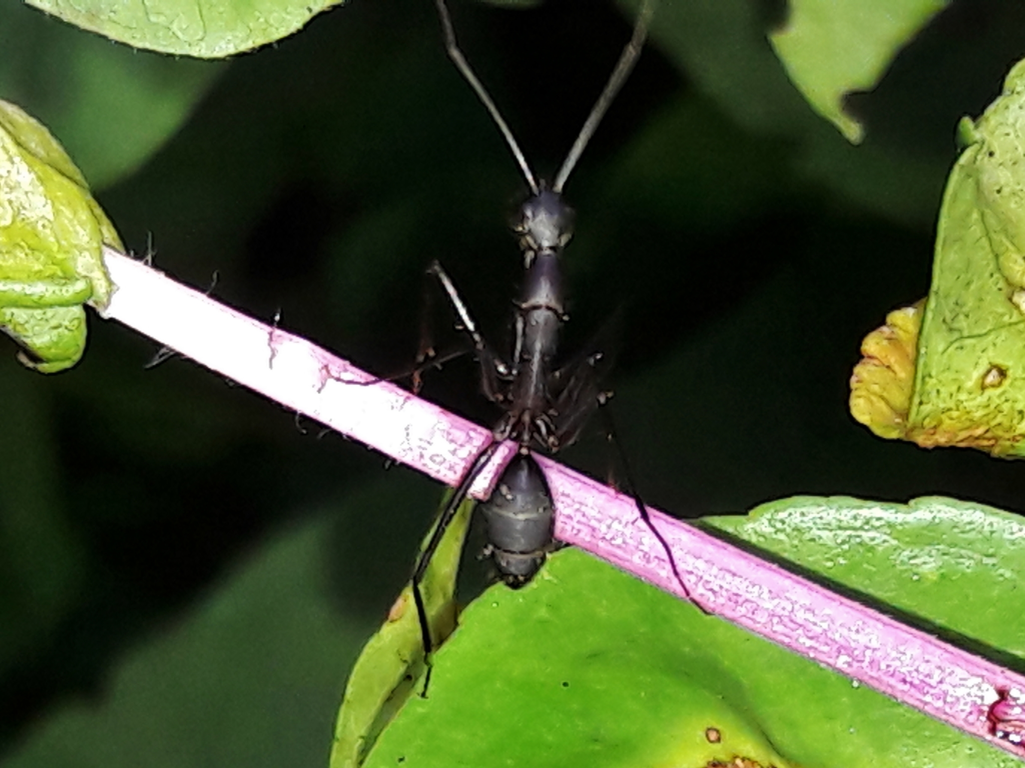 Camponotus egregius