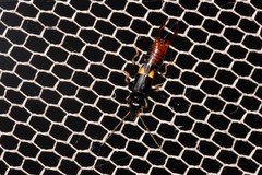 Marava arachidis