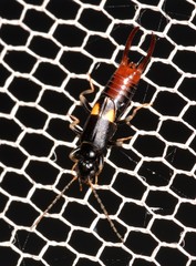 Marava arachidis
