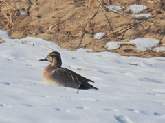 Sibirionetta formosa