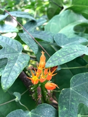 Gurania sellowiana