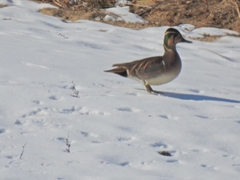 Sibirionetta formosa