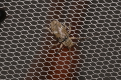 Prosoplus mediofasciatus