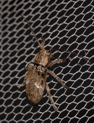 Prosoplus mediofasciatus