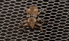 Prosoplus mediofasciatus