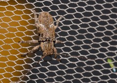 Prosoplus mediofasciatus